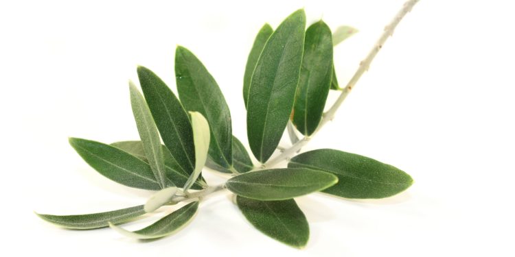 Zweig mit Olivenblättern vor hellem Hintergrund.