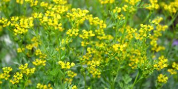 Raute mit Blüten
