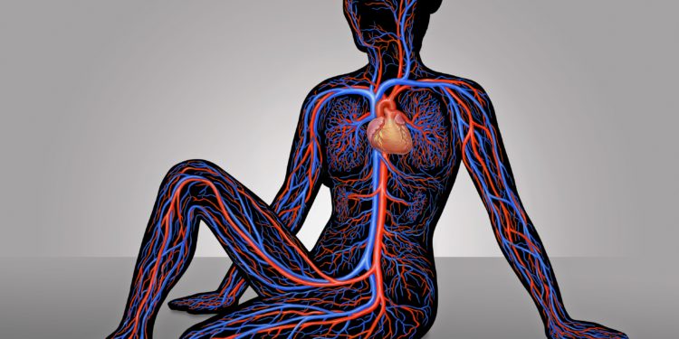 Schematische Darstellung des Herzens und der Blutgefäße im Körper einer Frau.