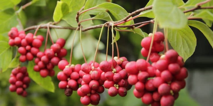 Rote Schisandra-Beeren hängen an einem Ast.