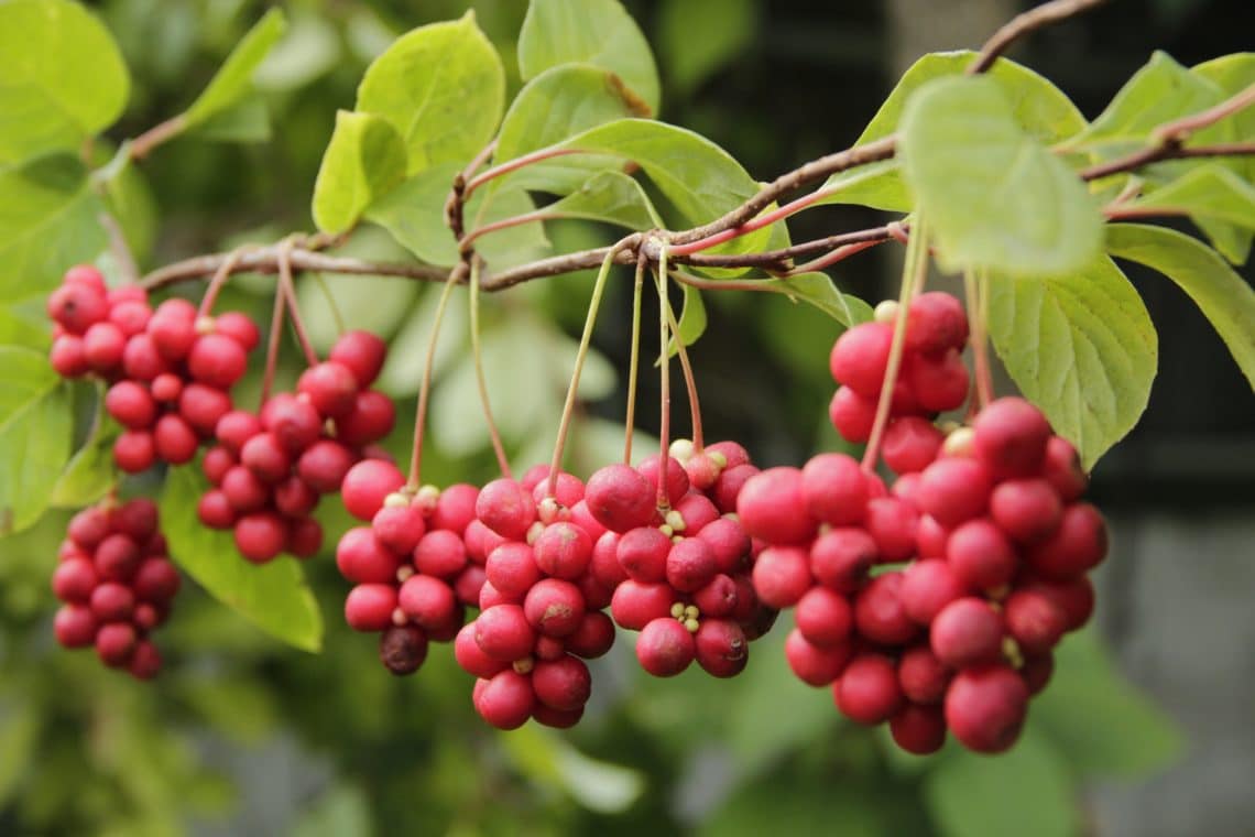 Schisandra (Spaltkörbchen) Heilpraxis