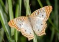 Weißer Pfauenschmetterling, der auf einem Blatt ruht.