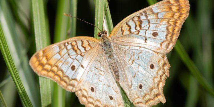 Weißer Pfauenschmetterling, der auf einem Blatt ruht.