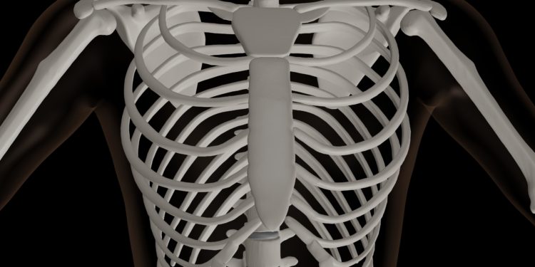 3D-Rendering des Oberkörpers eines Skeletts.