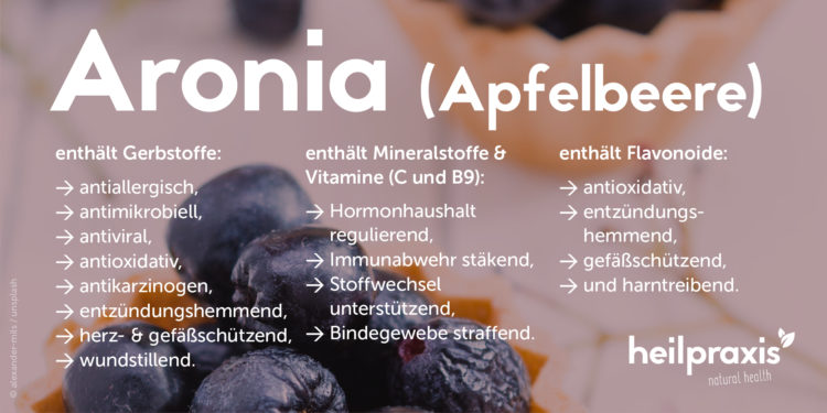 Aronia Abbildung mit einer Auflistung der Inhaltsstoffe und Wirkung