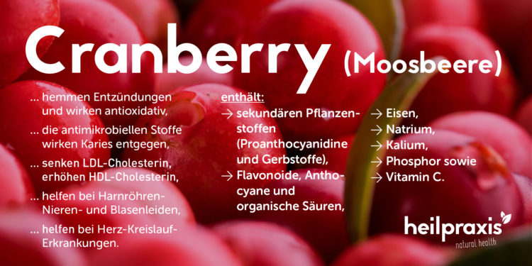 Abbildung von Cranberry mit einer Auflistung der Inhaltsstoffe und Wirkung