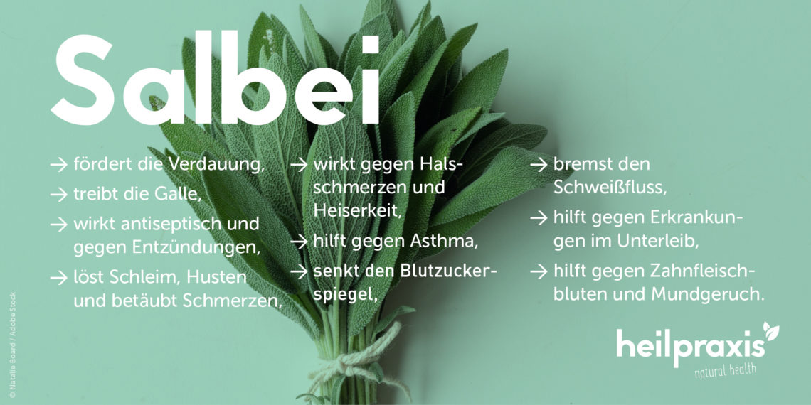 Salbei Anwendung, Wirkung und Rezepte Heilpraxis