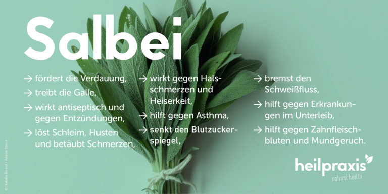 Salbei Anwendung, Wirkung und Rezepte Heilpraxis