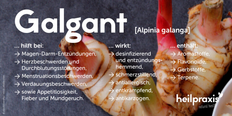 Galgant Abbildung mit einer Auflistung der Inhaltsstoffe und Wirkung