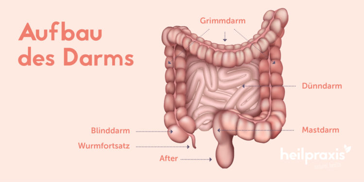 Schematische Darstellung des Darmaufbaus.