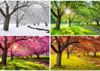 Ein Baum im Winter, Frühling, Sommer und Herbst.