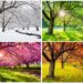 Ein Baum im Winter, Frühling, Sommer und Herbst.