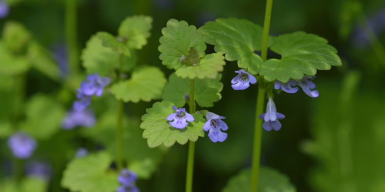 Gundermann Blüten und Blätter