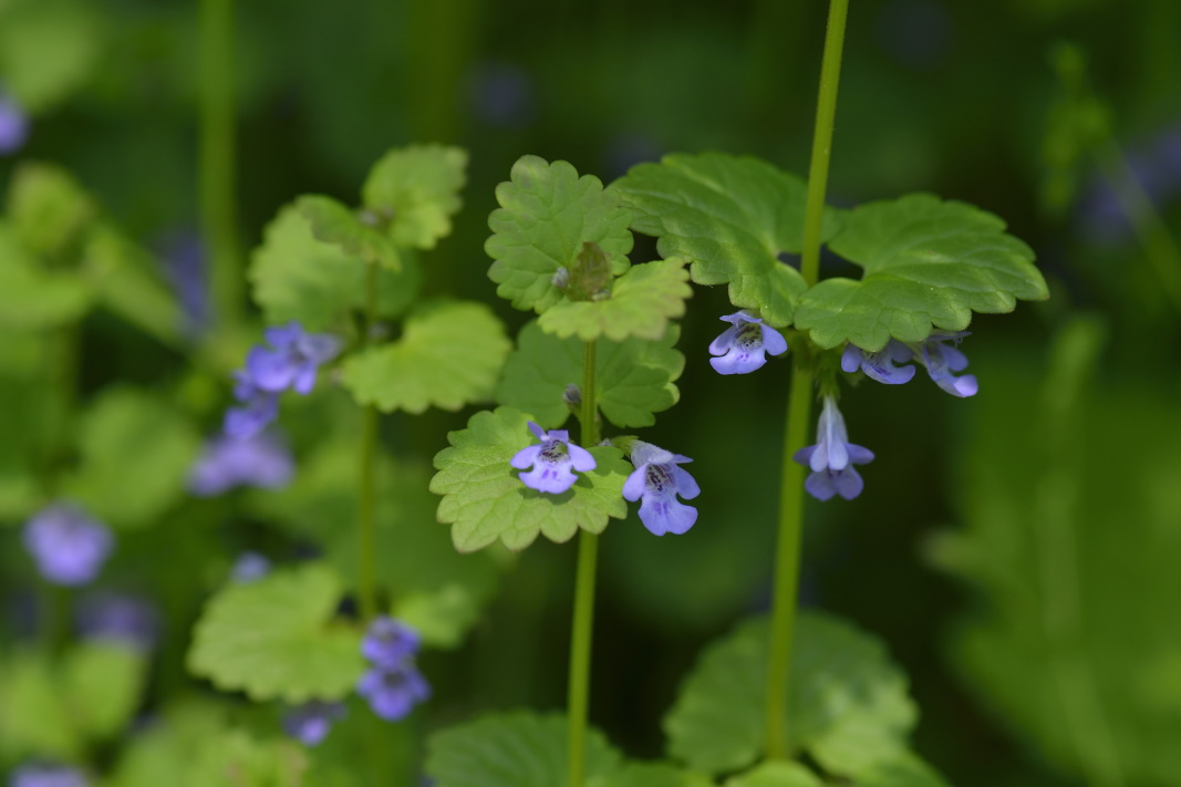 Gundermann (Glechoma hederacea) – Anwendung und Wirkung – Heilpraxis