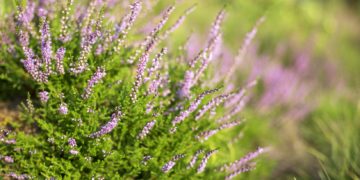 Die Blume des Jahres 2019 ist nicht nur eine beliebte Zierpflanze, sie birgt auch einige medizinisch wirksame Stoffe. (Bild: ihorhvozdetskiy/stock.adobe.com)