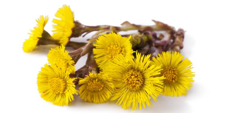 Mehrere Huflattich-Stängel mit Blüten auf weißem Grund.