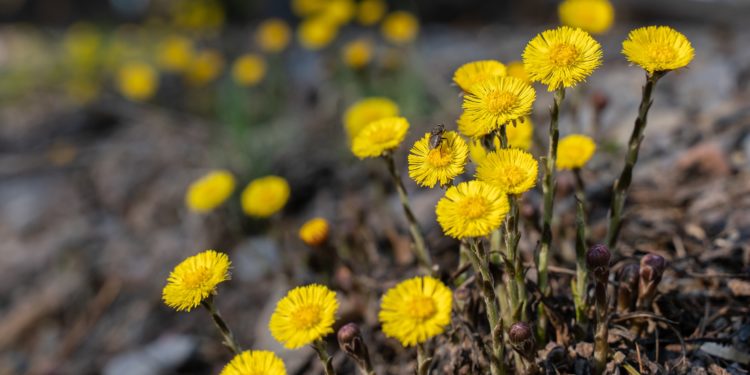 Mehrere Huflattich-Pflanzen am Rand eines Waldwegs.