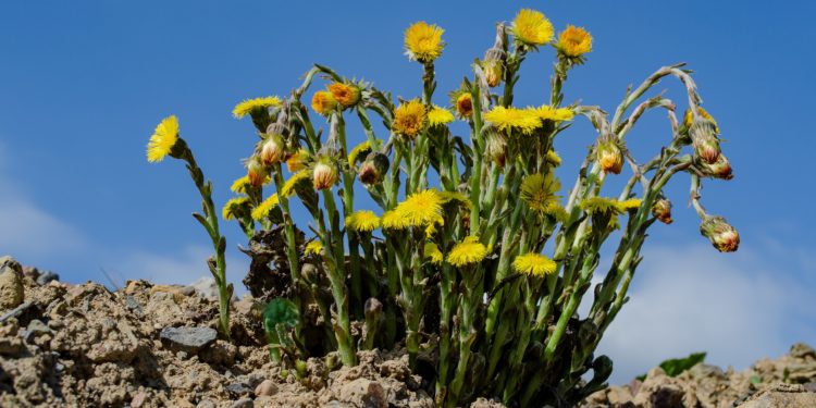 Blühender Huflattich auf Geröll vor blauem Himmel.