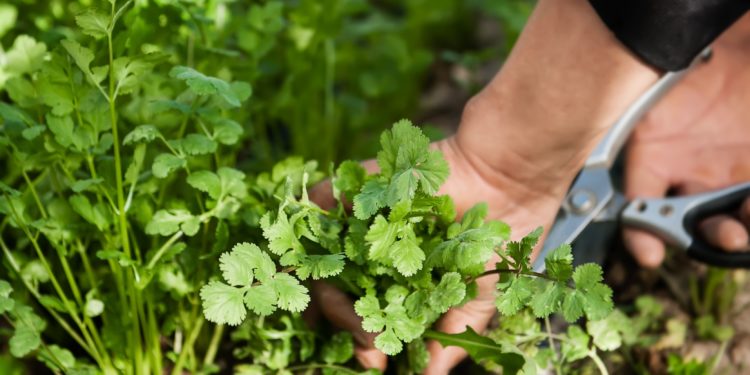 In einem Beet angebauter Koriander wird mit einer Gartenschere beschnitten. 