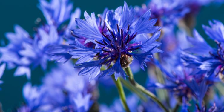 Mehrere blühende Kornblumen.