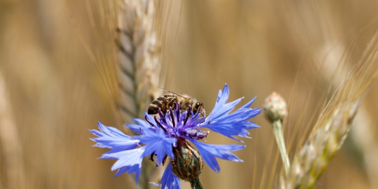 Eine Biene sitzt auf einer Kornblumenblüte und saugt Nektar. 