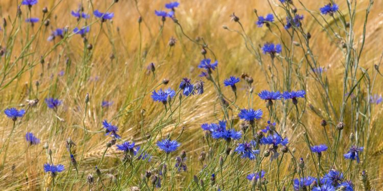 Kornblumen in einem Gerstenfeld. 