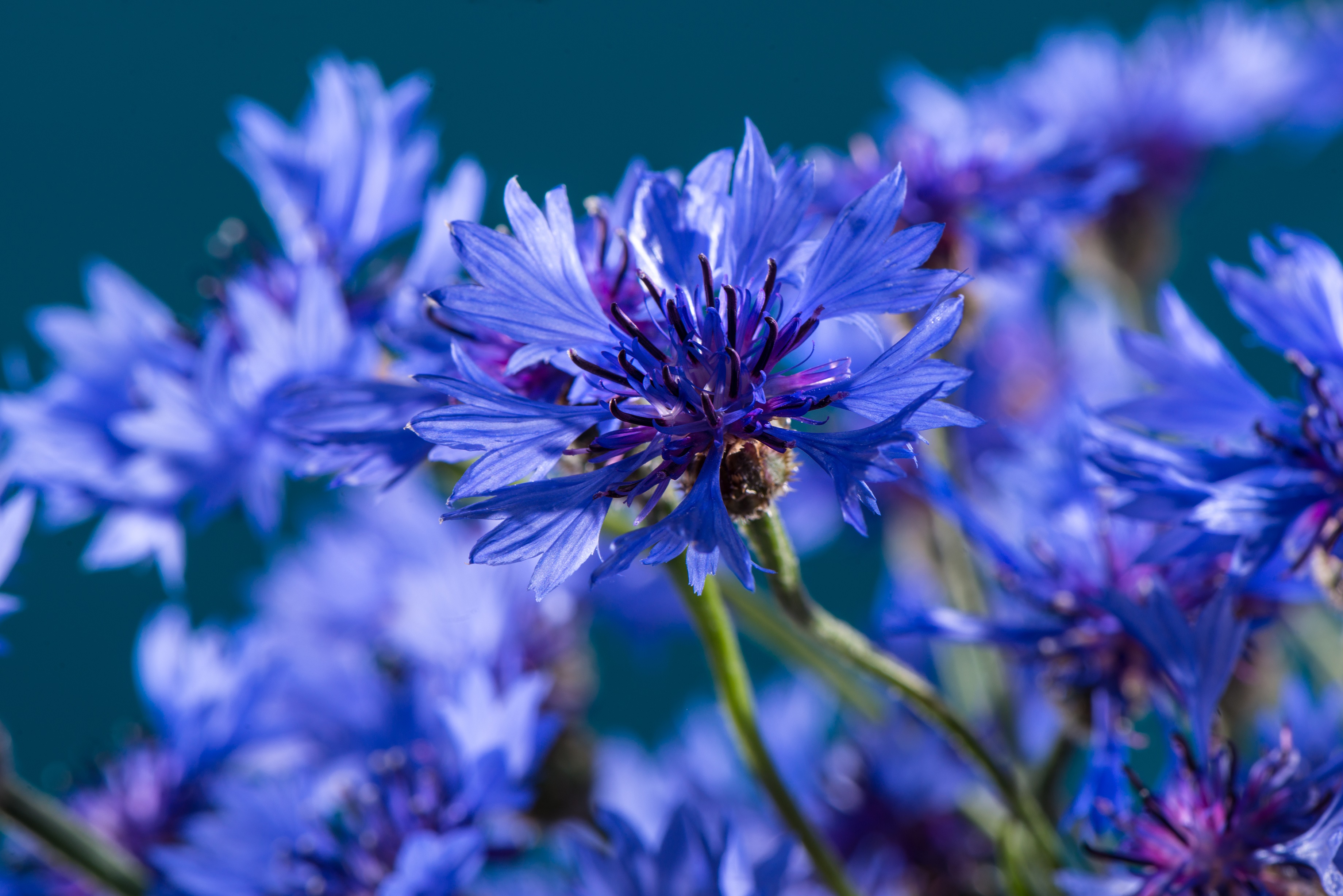 Kornblume – Anwendung, Wirkung und Anbau – Heilpraxis