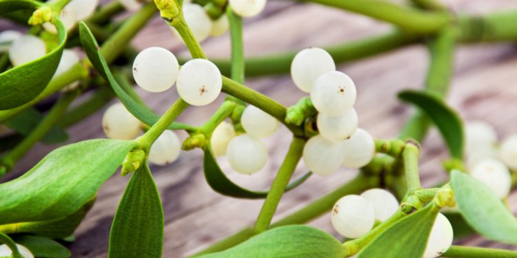 Grüner Mistelzweig mit weißen Beeren auf braunem Untergrund