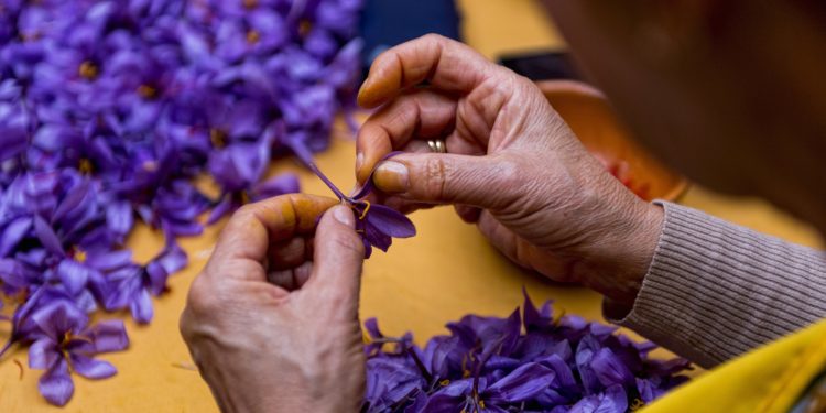 Eine Person sitzt an einem Tisch und entnimmt die Safranfäden aus den Blüten des Crocus-Sativus.