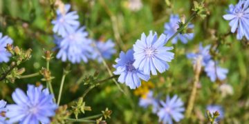 Die Gemeine Wegwarte aus der Familie der Korbblütler ist schon seit der Antike als pflanzliche Arznei bekannt und wurde zum Beispiel bei Verdauungsbeschwerden eingesetzt. (Bild: Ivan/stock.adobe.com)
