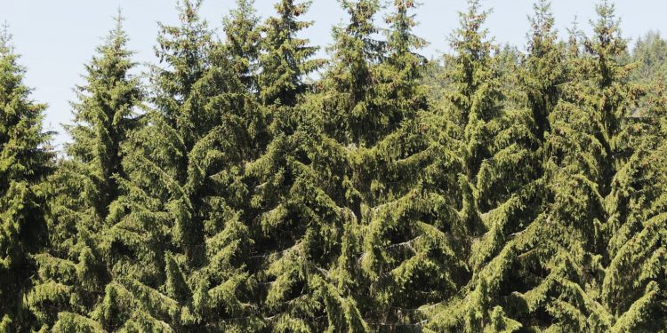 Wald mit hoch gewachsenen Weißtannen.