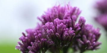Alpendost gehört zur Familie der Korbblütler, und der Graue Alpendost zählt dabei zu den bekanntesten Vertretern. (Bild: Karin Witschi/stock.adobe.com)