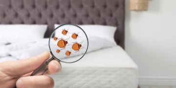 Eine Person hält eine Lupe vor ein Bett, unter der Bettwanzen dargestellt sind.