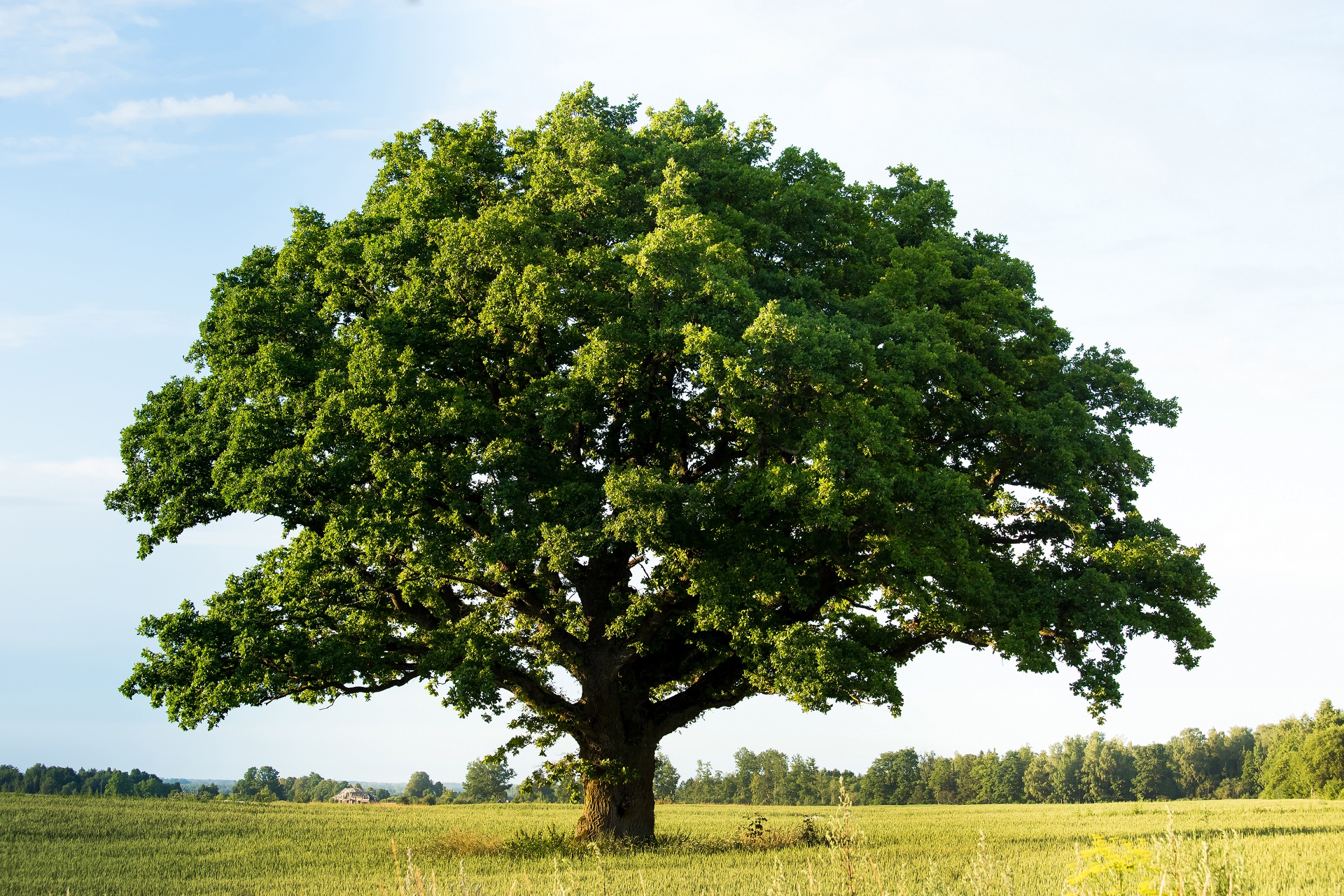 Eiche als Heilpflanze – Wirkung und Anwendung – Naturheilkunde