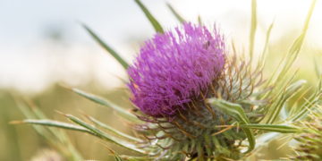 Die Eselsdistel ist in der Vergangenheit als Heilpflanze verwendet worden, jedoch sind die Wirkungen der Inhaltsstoffe noch unzureichend durch Studien erforscht. (Bild: ba11istic/stock.adobe.com)