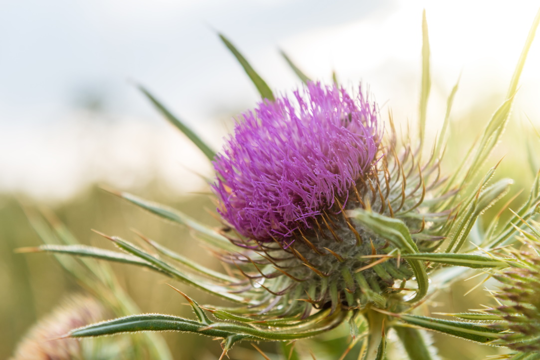 Eselsdistel