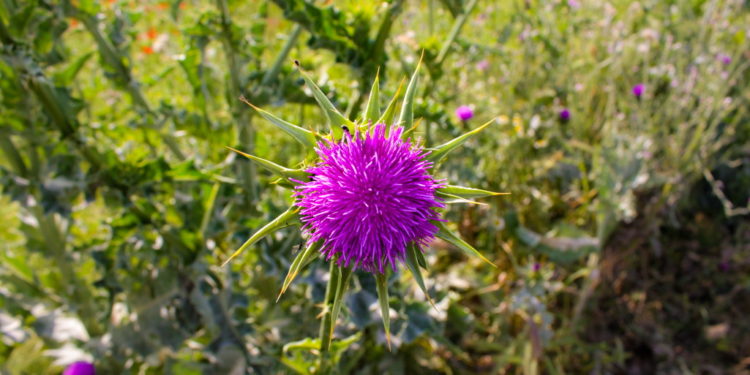 Eselsdistel-Pflanze mit Blüte