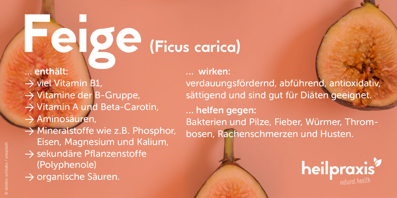 Feige – Ficus carica – Heilpraxis