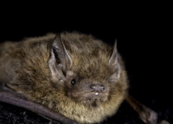 Eine Fledermaus vor schwarzem Hintergrund.