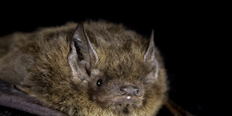 Eine Fledermaus vor schwarzem Hintergrund.