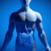 Anatomische 3D-Illustration eines männlichen Oberkörpers mit Übersicht des Magen-Darm-Trakts.