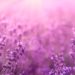 Violettes Lavendelfeld