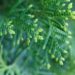 Die zur Familie der Zypressengewächse gehörenden Thujen sind nicht nur Zierpflanzen, sondern finden auch medizinische Verwendung. (Bild: Prostock-studio/stock.adobe.com)