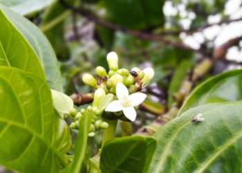 Blätter und weiße Blüten von Morinda officinalis