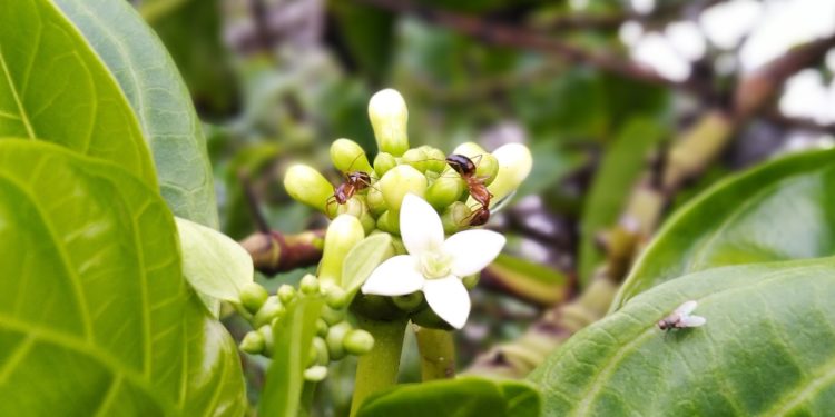 Blätter und weiße Blüten von Morinda officinalis