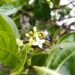 Blätter und weiße Blüten von Morinda officinalis