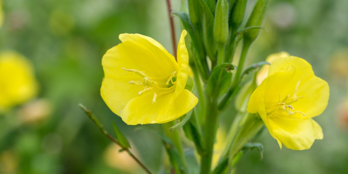 Nachtkerze-Blueten-1140x570.jpg