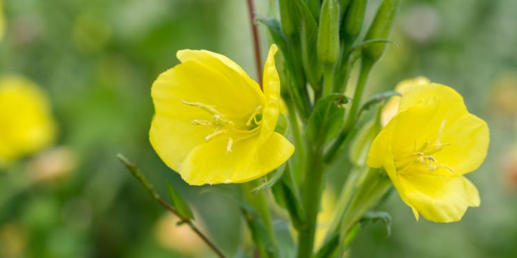 Nachtkerze mit auffällig gelben Blüten.