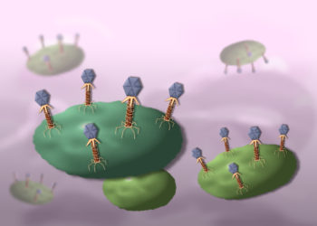 3d-Darstellung wie Phagen Bakterien angreifen.