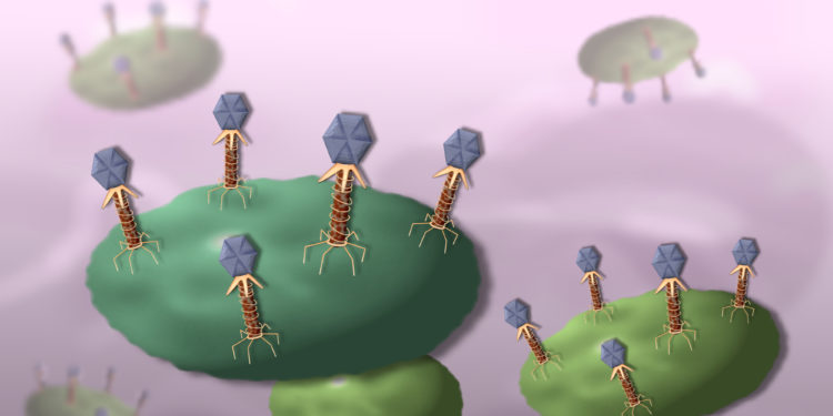 3d-Darstellung wie Phagen Bakterien angreifen.